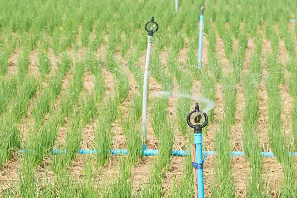 A field with blue pipes and water sprinklers.