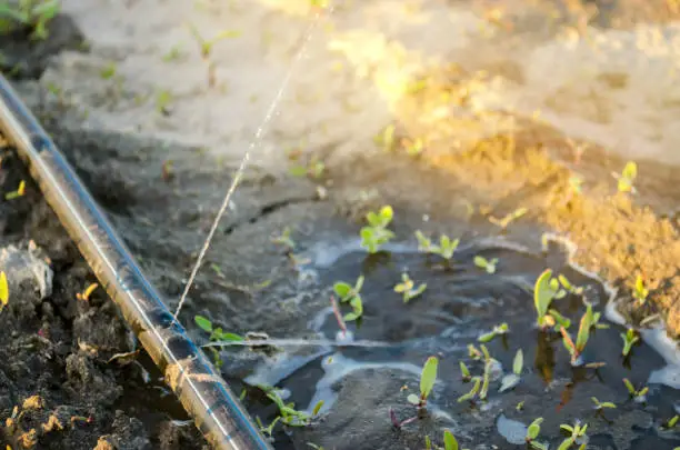 A pipe is in the water near some plants.