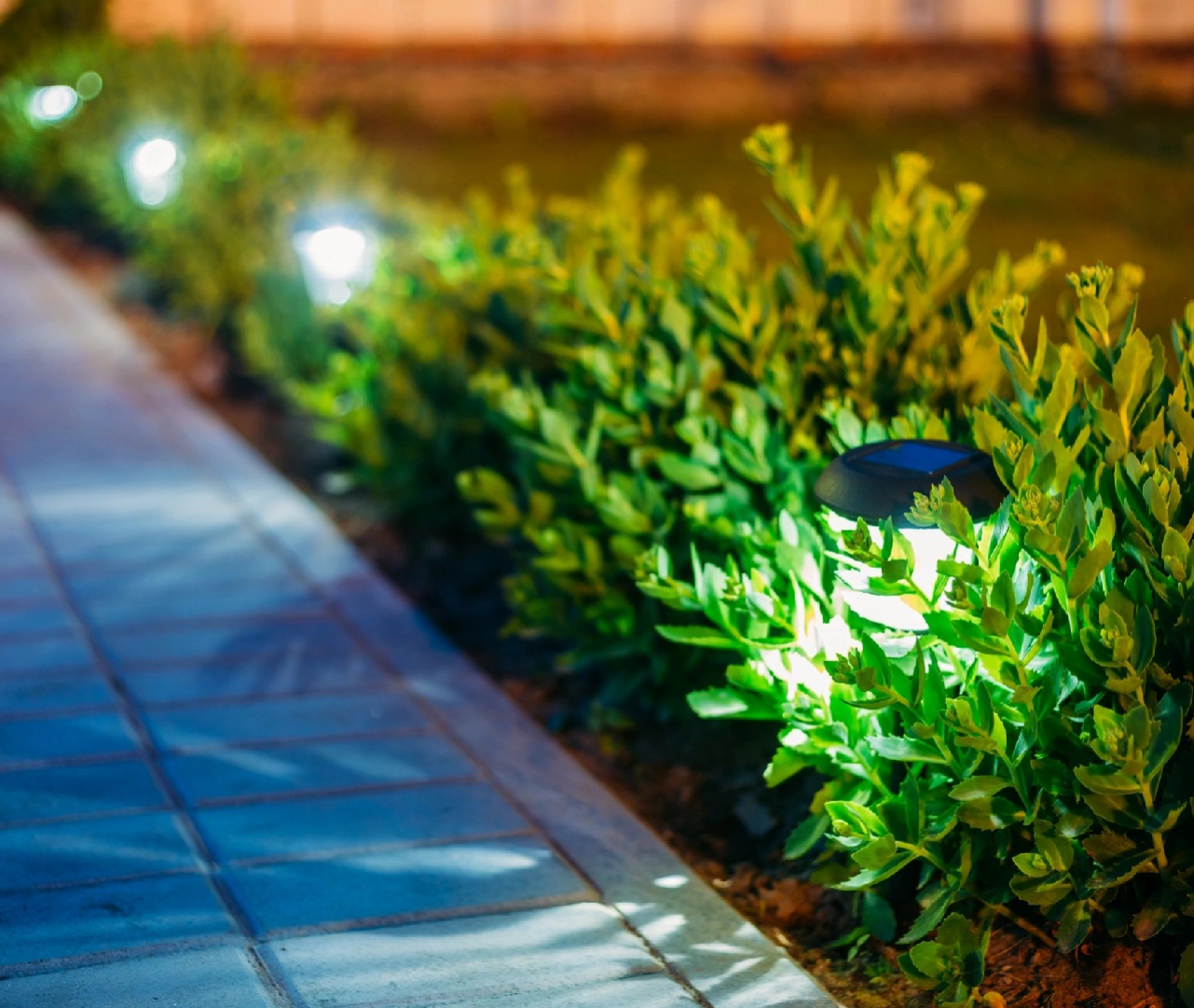 A close up of some bushes with lights on them